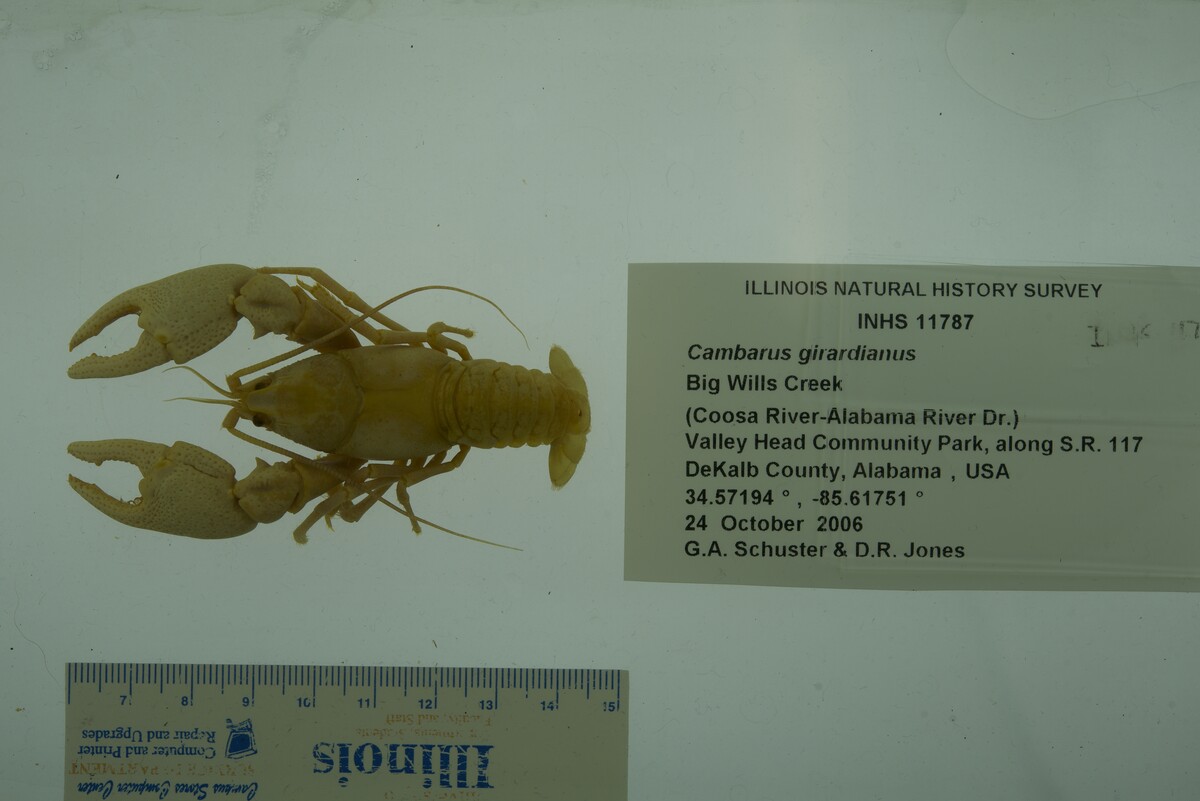 Cambarus girardianus image